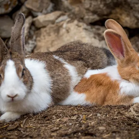 Πάρκο διακοπών Aldeia Da Mata Pequena Μάφρα
