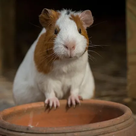 Πάρκο διακοπών Aldeia Da Mata Pequena