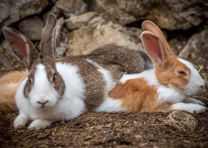 Kompleks wypoczynkowy Aldeia Da Mata Pequena Mafra