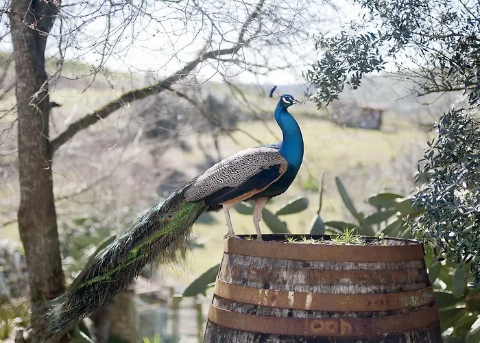 Aldeia Da Mata Pequena 마프라