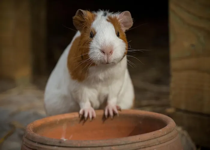 홀리데이파크 Aldeia Da Mata Pequena